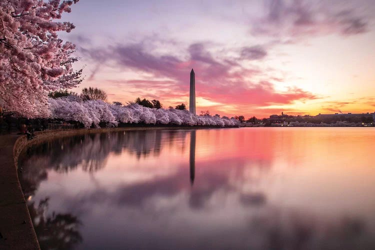 Cherry Blossoms Washington Monument by Eric Fisher wall art