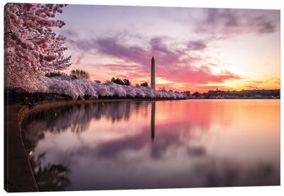 Cherry Blossoms Washington Monument Canvas Art Print - Famous Monuments & Sculptures