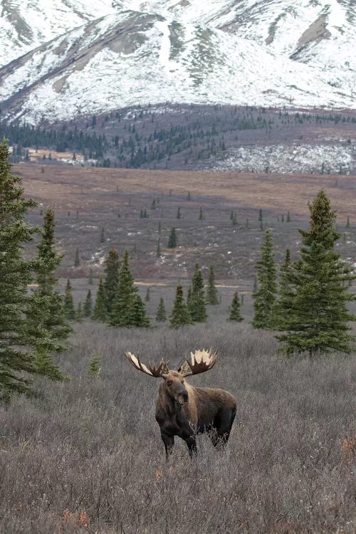 Denali Moose With Snow by Eric Fisher wall art