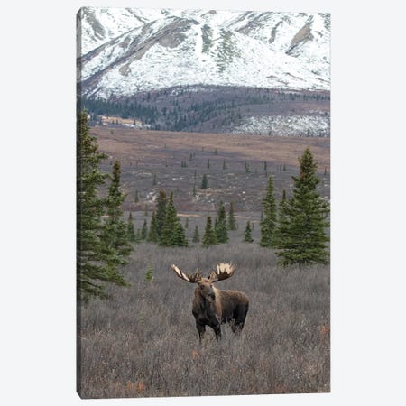 Denali Moose With Snow Canvas Print #ERF24} by Eric Fisher Canvas Artwork