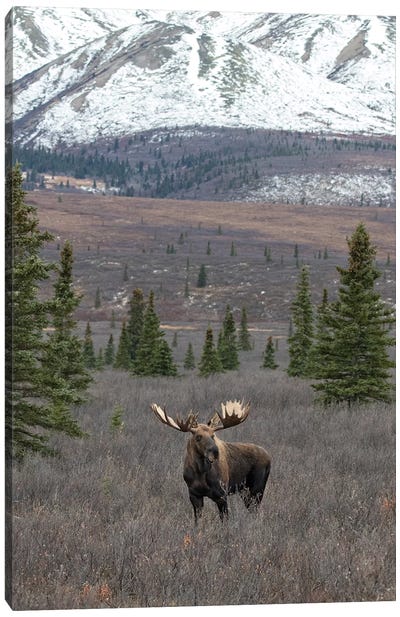 Denali Moose With Snow Canvas Art Print - Alaska