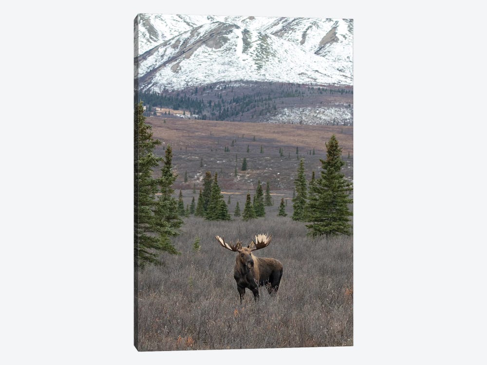 Denali Moose With Snow 1-piece Canvas Art