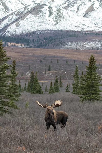 Alaska: Denali Moose With Snow by Eric Fisher