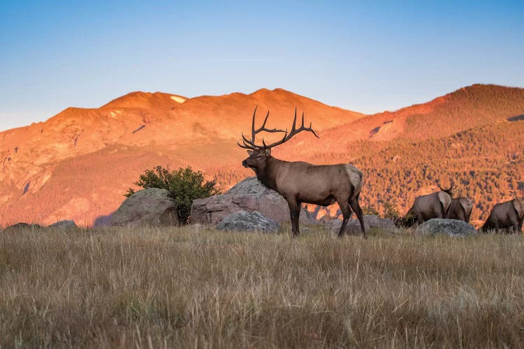 Elk In The Rocky Mountains by Eric Fisher wall art