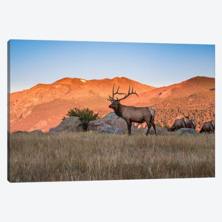 Elk In The Rocky Mountains Canvas Print #ERF25} by Eric Fisher Canvas Artwork