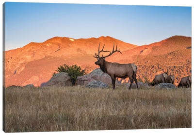 Elk In The Rocky Mountains Canvas Art Print - Rocky Mountain National Park