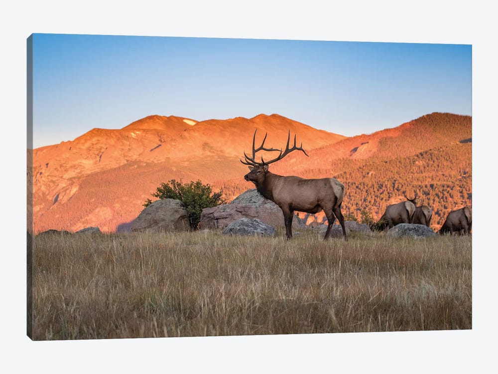 Elk In The Rocky Mountains by Eric Fisher 1-piece Canvas Art Print