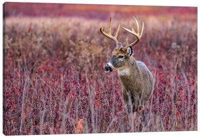 Fall Buck Deer Canvas Art Print - Eric Fisher
