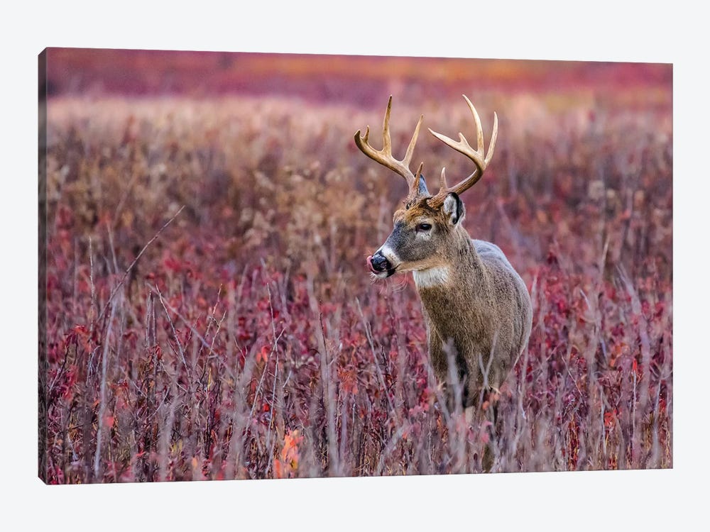 Fall Buck Deer by Eric Fisher 1-piece Canvas Art