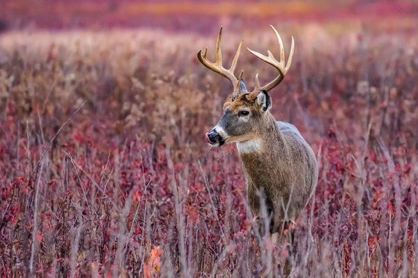 Eric Fisher: Fall Buck Deer by Eric Fisher