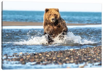 Fishing Bear Canvas Art Print - Grizzly Bear Art