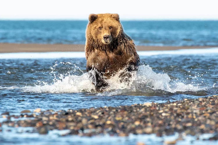 Fishing Bear by Eric Fisher wall art