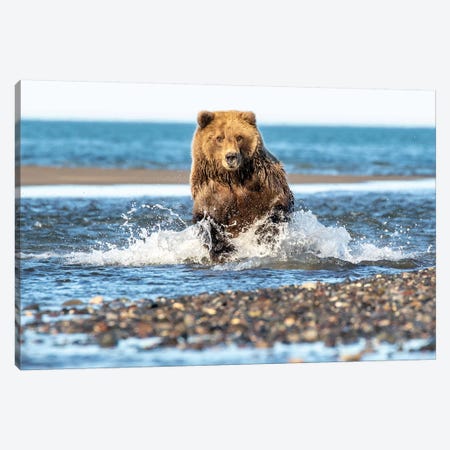 Fishing Bear Canvas Print #ERF27} by Eric Fisher Canvas Artwork