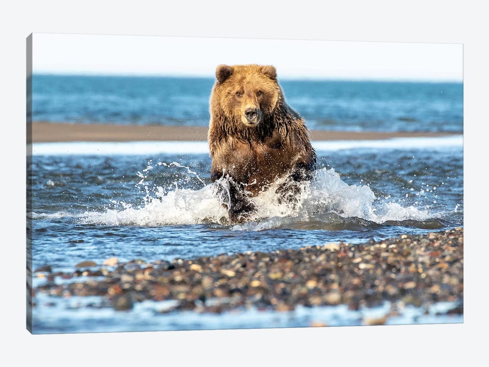Fishing Bear by Eric Fisher 1-piece Canvas Art Print