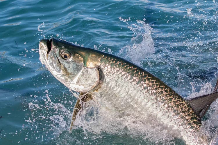 Florida Keys Tarpon by Eric Fisher wall art