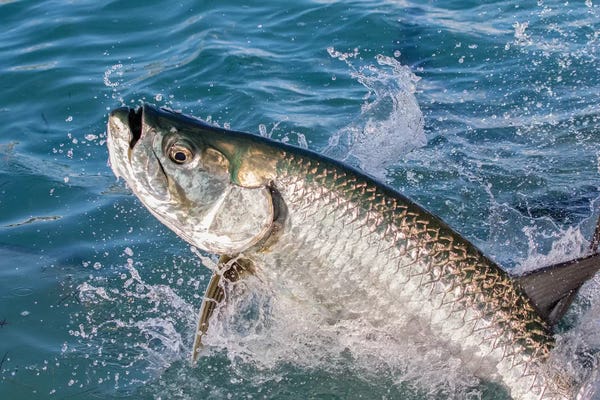 Eric Fisher: Florida Keys Tarpon by Eric Fisher