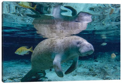Florida Manatee Canvas Art Print - Marine Life Conservation