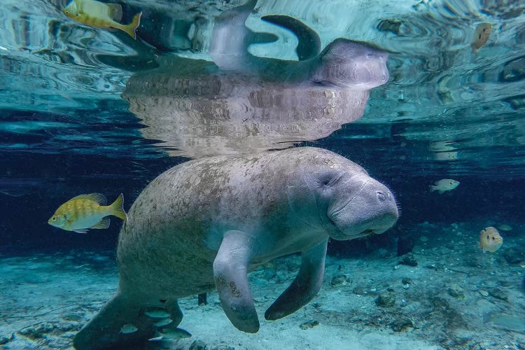 Florida Manatee by Eric Fisher wall art