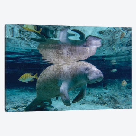 Florida Manatee Canvas Print #ERF29} by Eric Fisher Canvas Art Print