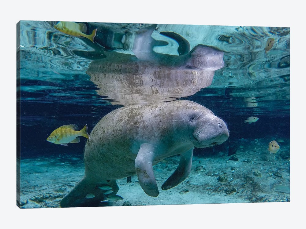 Florida Manatee by Eric Fisher 1-piece Canvas Print