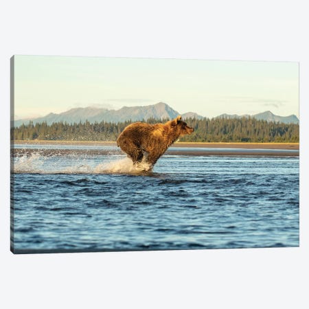 Alaska Bear Running Canvas Print #ERF2} by Eric Fisher Canvas Art Print