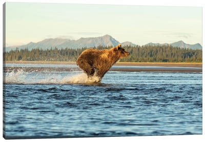 Alaska Bear Running Canvas Art Print - Eric Fisher