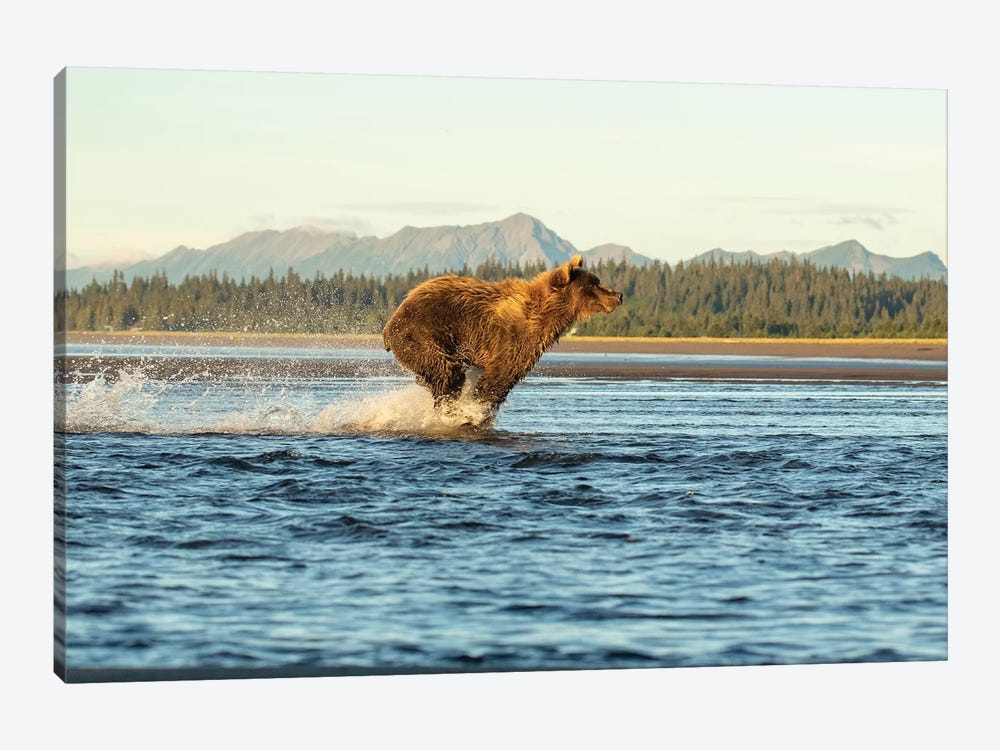Alaska Bear Running by Eric Fisher 1-piece Canvas Print