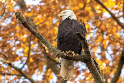 Golden Bald Eagle by Eric Fisher framed wall art