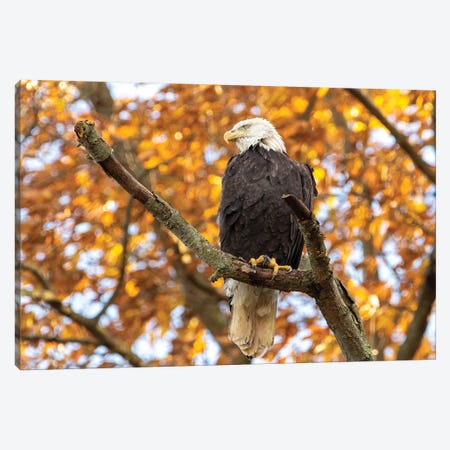 Golden Bald Eagle Canvas Print #ERF30} by Eric Fisher Canvas Artwork