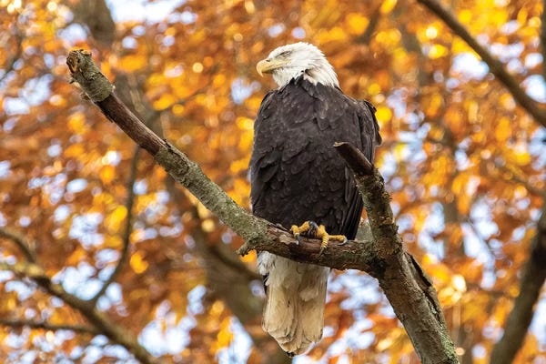 Eric Fisher: Golden Bald Eagle by Eric Fisher