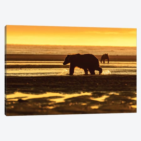 Golden Bear Canvas Print #ERF31} by Eric Fisher Canvas Artwork
