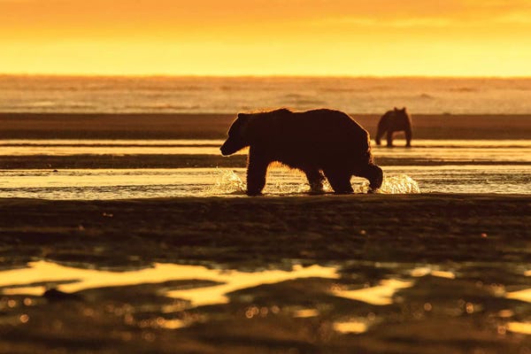 Grizzly Bears: Golden Bear by Eric Fisher