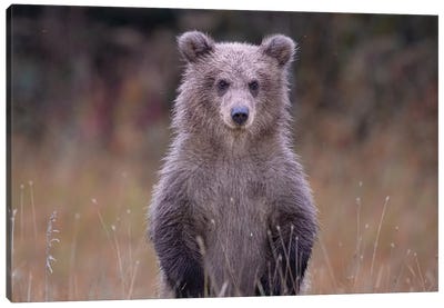 Grizzly Bear Cub In Alaska Canvas Art Print - Grizzly Bear Art