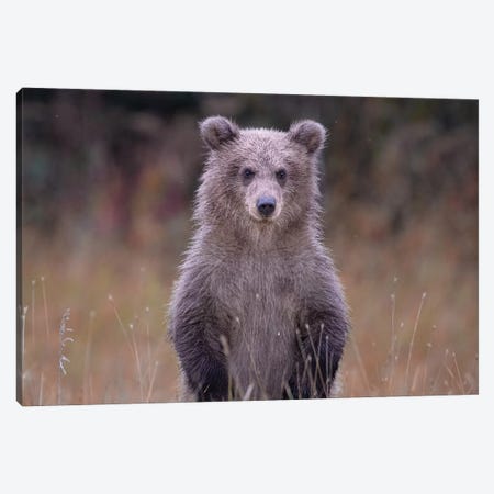 Grizzly Bear Cub In Alaska Canvas Print #ERF34} by Eric Fisher Canvas Art Print