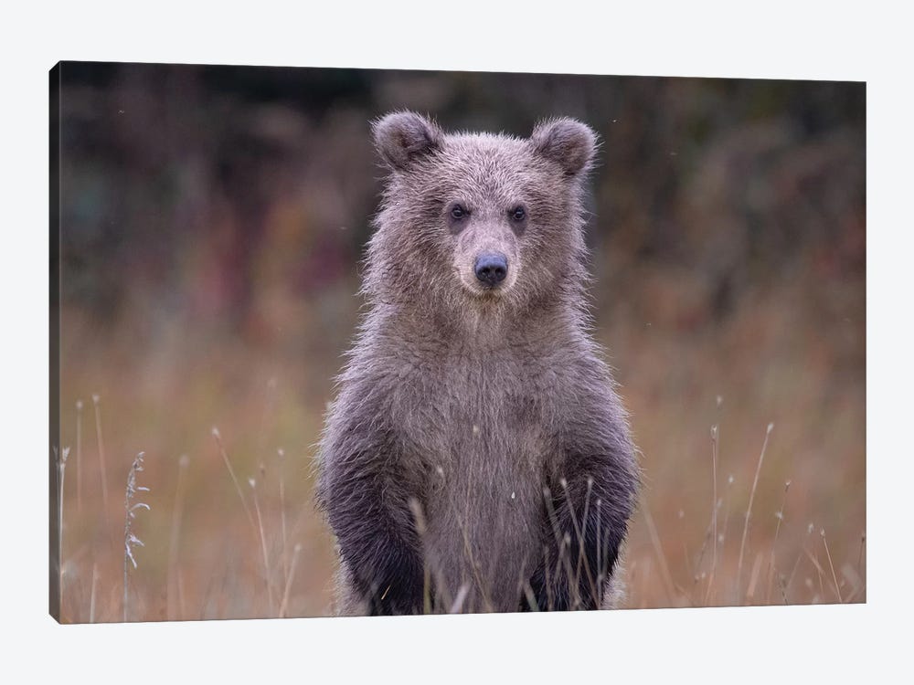 Grizzly Bear Cub In Alaska by Eric Fisher 1-piece Canvas Print