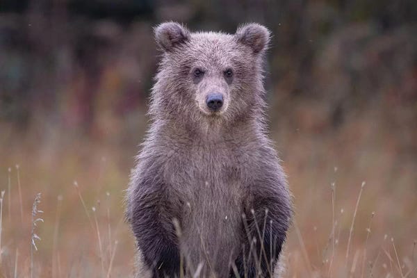 Eric Fisher: Grizzly Bear Cub In Alaska by Eric Fisher