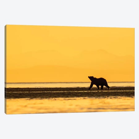 Grizzly Bear Golden Canvas Print #ERF35} by Eric Fisher Art Print