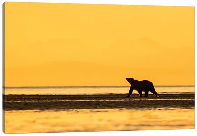 Grizzly Bear Golden Canvas Art Print - Eric Fisher
