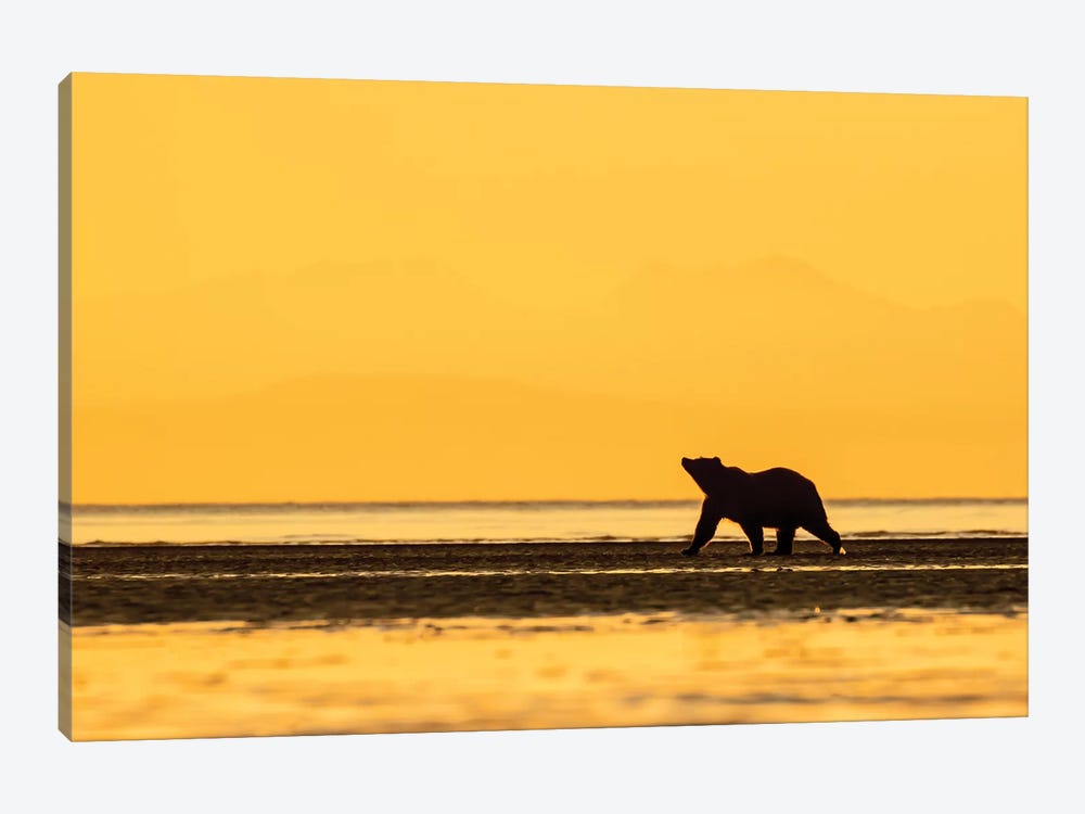 Grizzly Bear Golden by Eric Fisher 1-piece Canvas Artwork
