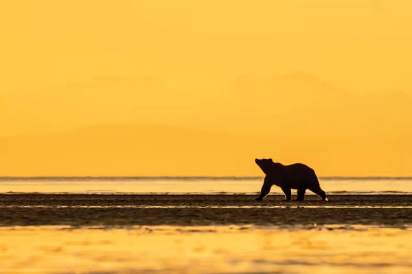 Eric Fisher: Grizzly Bear Golden by Eric Fisher