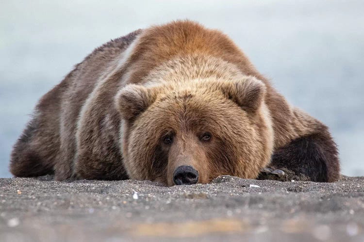 Grizzly Bear In Alaska by Eric Fisher wall art