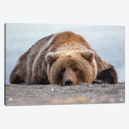 Grizzly Bear In Alaska Canvas Print #ERF36} by Eric Fisher Canvas Print