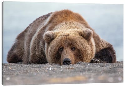 Grizzly Bear In Alaska Canvas Art Print - Alaska