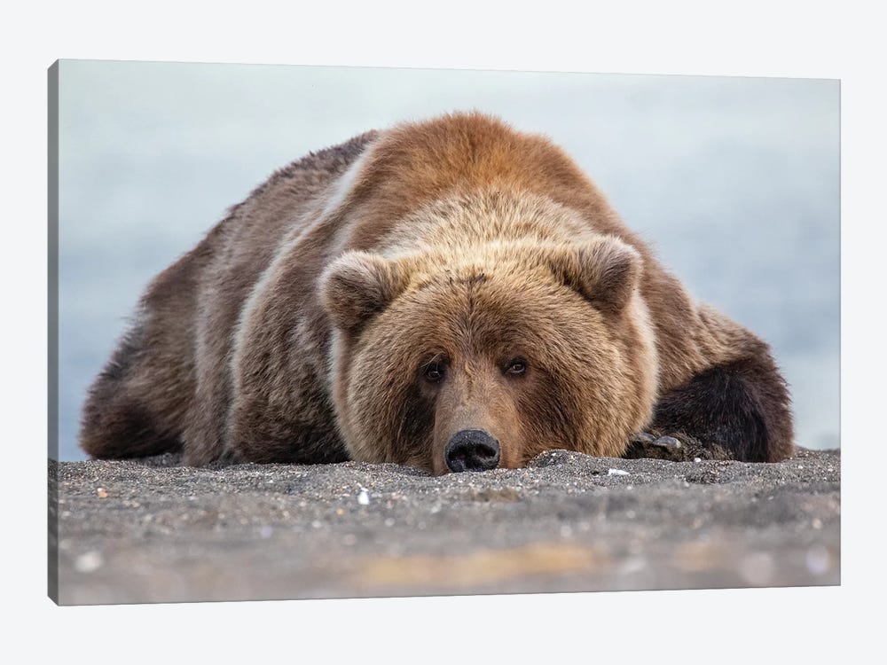 Grizzly Bear In Alaska by Eric Fisher 1-piece Canvas Art Print