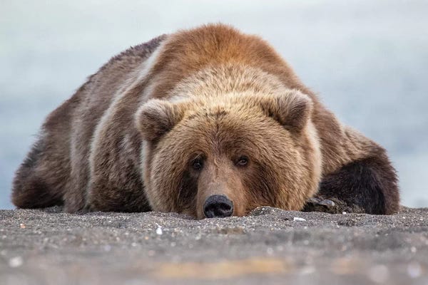 Alaska: Grizzly Bear In Alaska by Eric Fisher