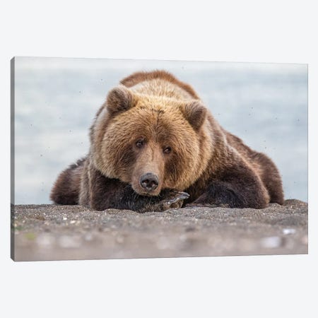 Grizzly Bear Look Canvas Print #ERF37} by Eric Fisher Canvas Print