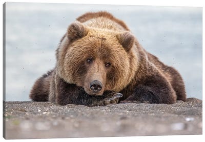 Grizzly Bear Look Canvas Art Print - Eric Fisher