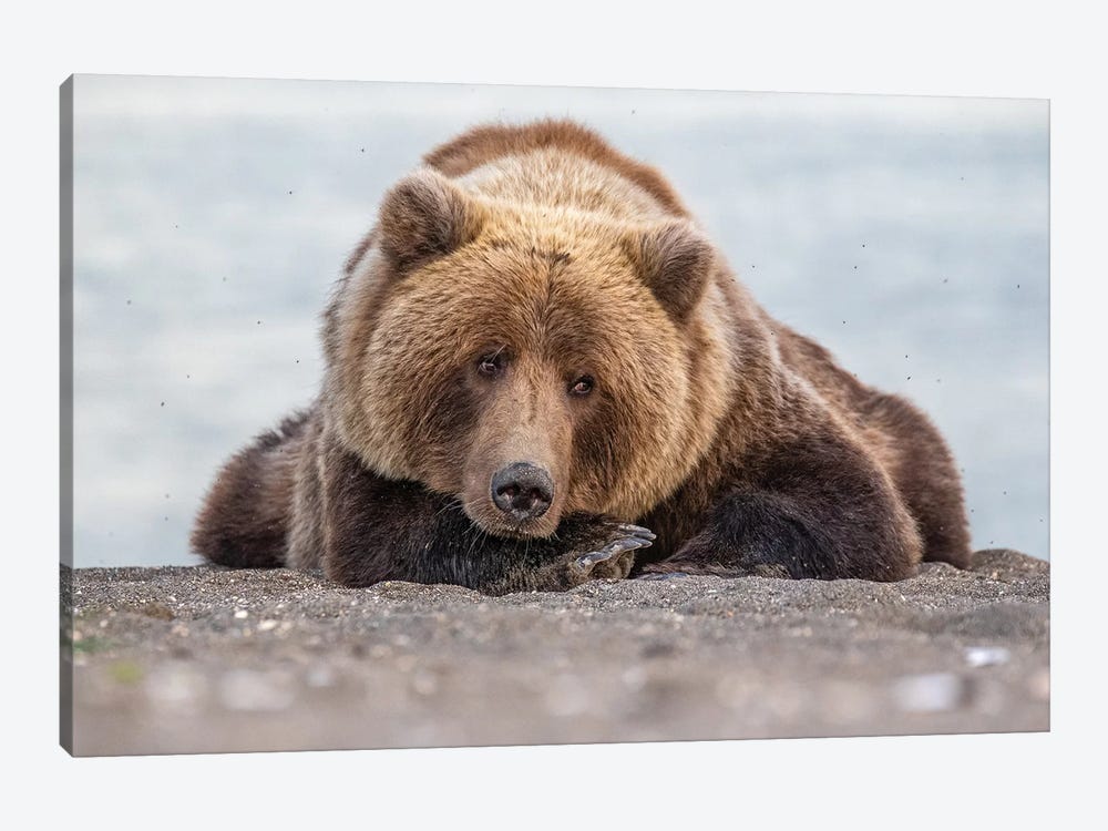 Grizzly Bear Look by Eric Fisher 1-piece Canvas Wall Art