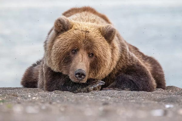 Grizzly Bears: Grizzly Bear Look by Eric Fisher