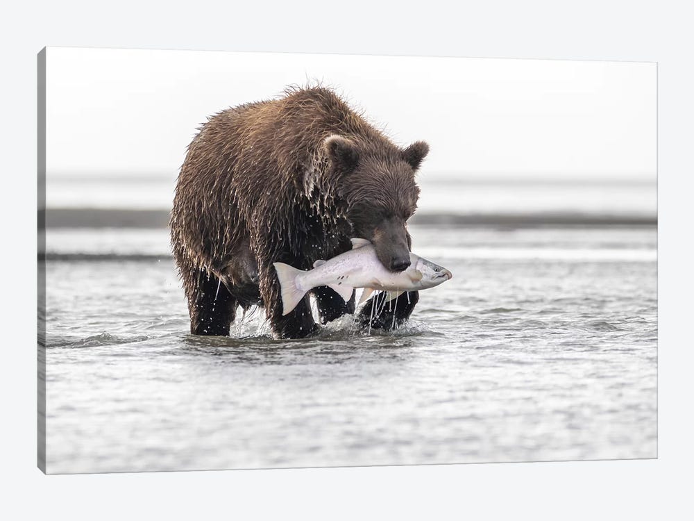 Grizzly Bear With A Salmon by Eric Fisher 1-piece Art Print